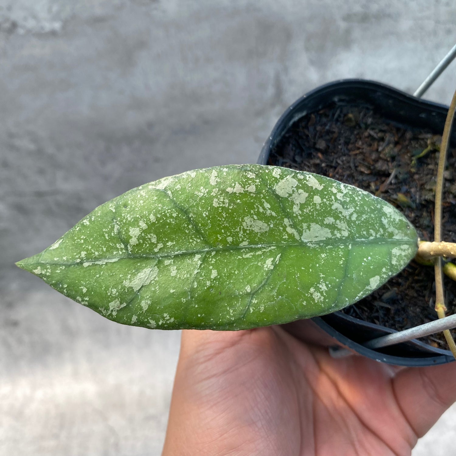 RP53-8 Hoya Clemensiorum Splash SP Borneo 3