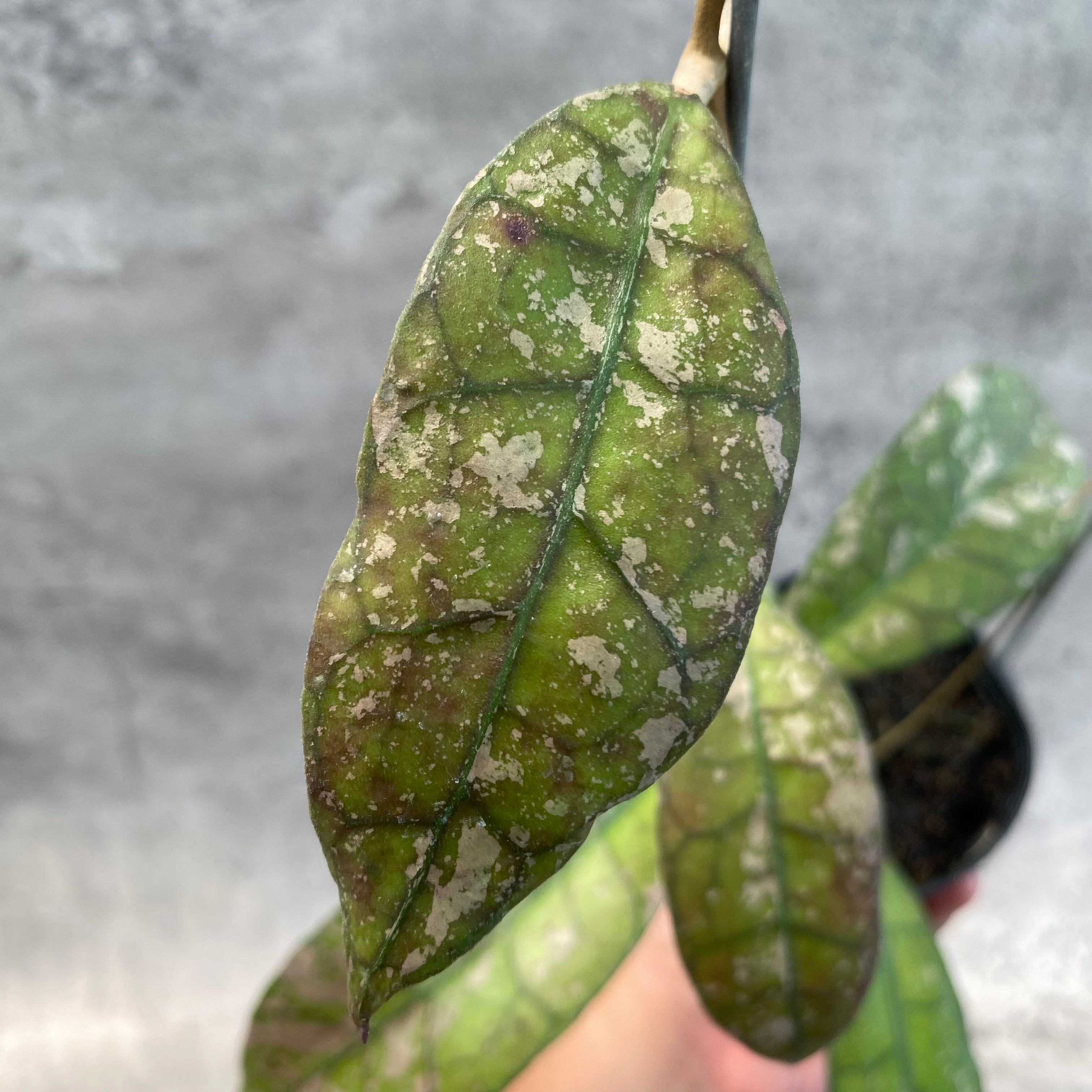 RP53-8 Hoya Clemensiorum Splash SP Borneo 3