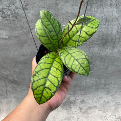 RP59-8 Hoya Callistophylla Venna 2