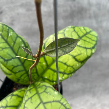RP59-8 Hoya Callistophylla Venna 2