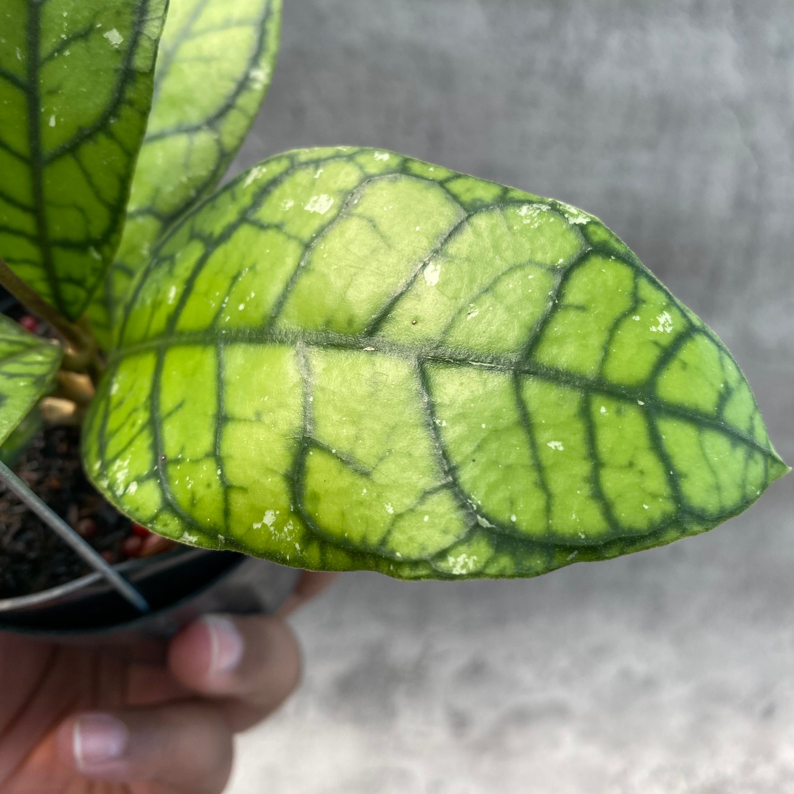 RP59-8 Hoya Callistophylla Venna 2