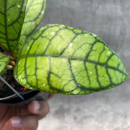 RP59-8 Hoya Callistophylla Venna 2