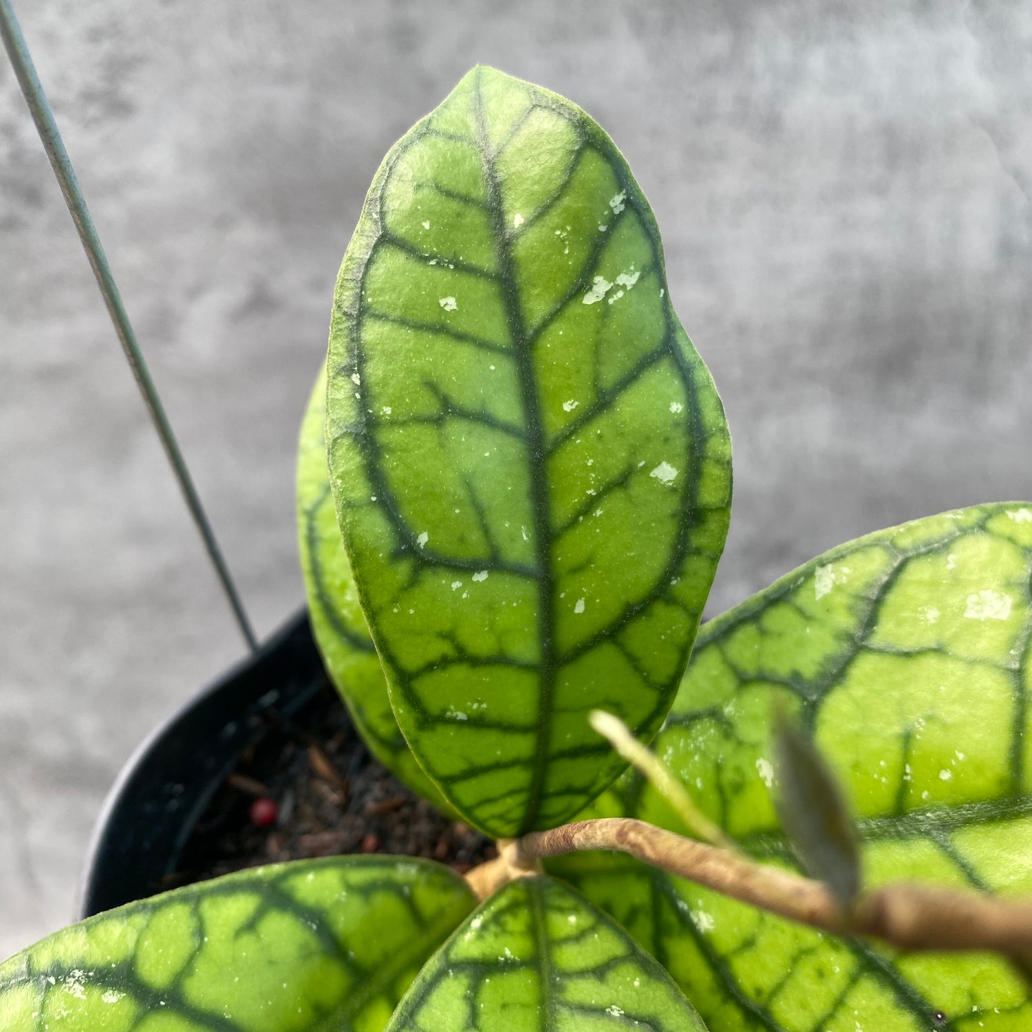 RP59-8 Hoya Callistophylla Venna 2