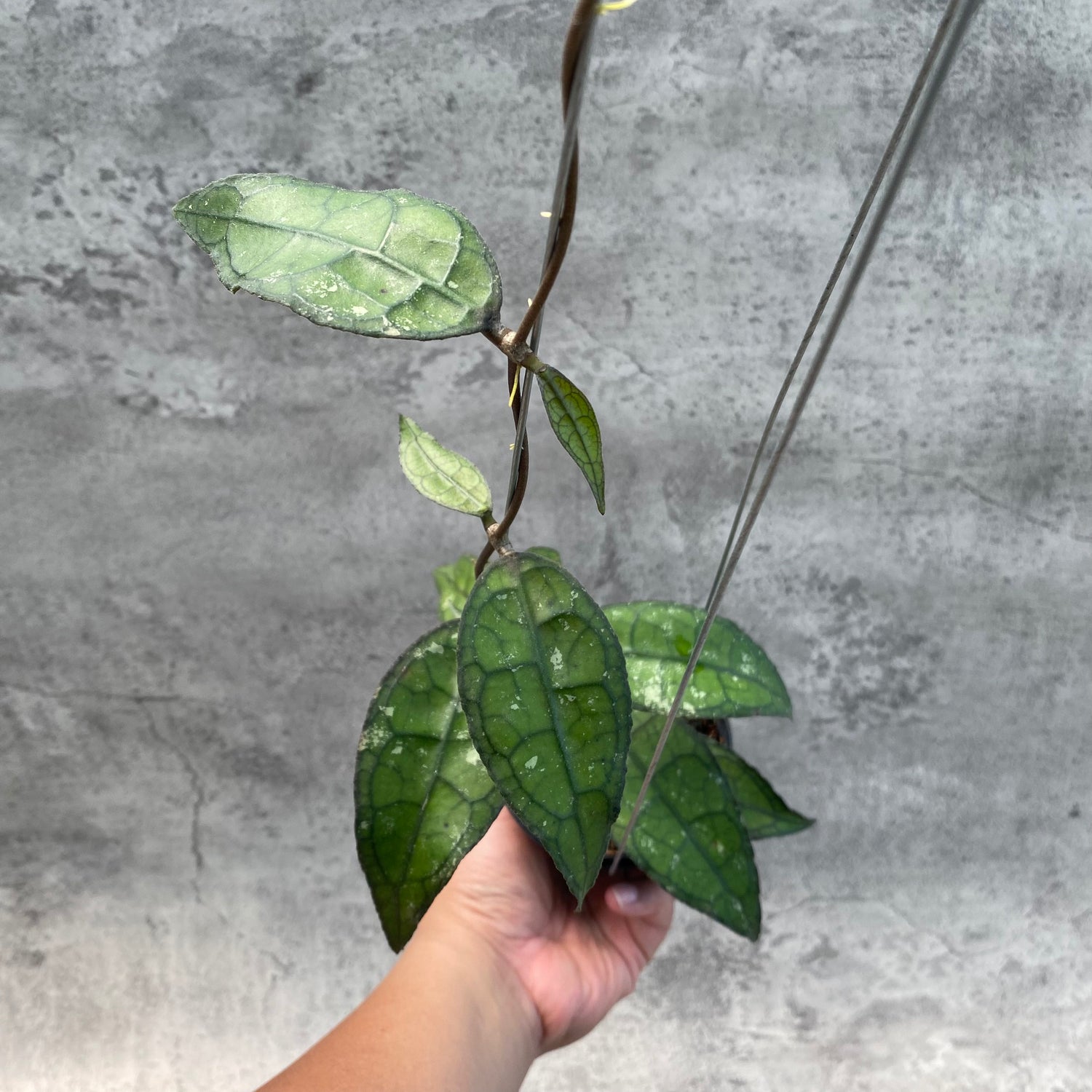 RP56-8 Hoya Clemensiorum SP Aceh 2