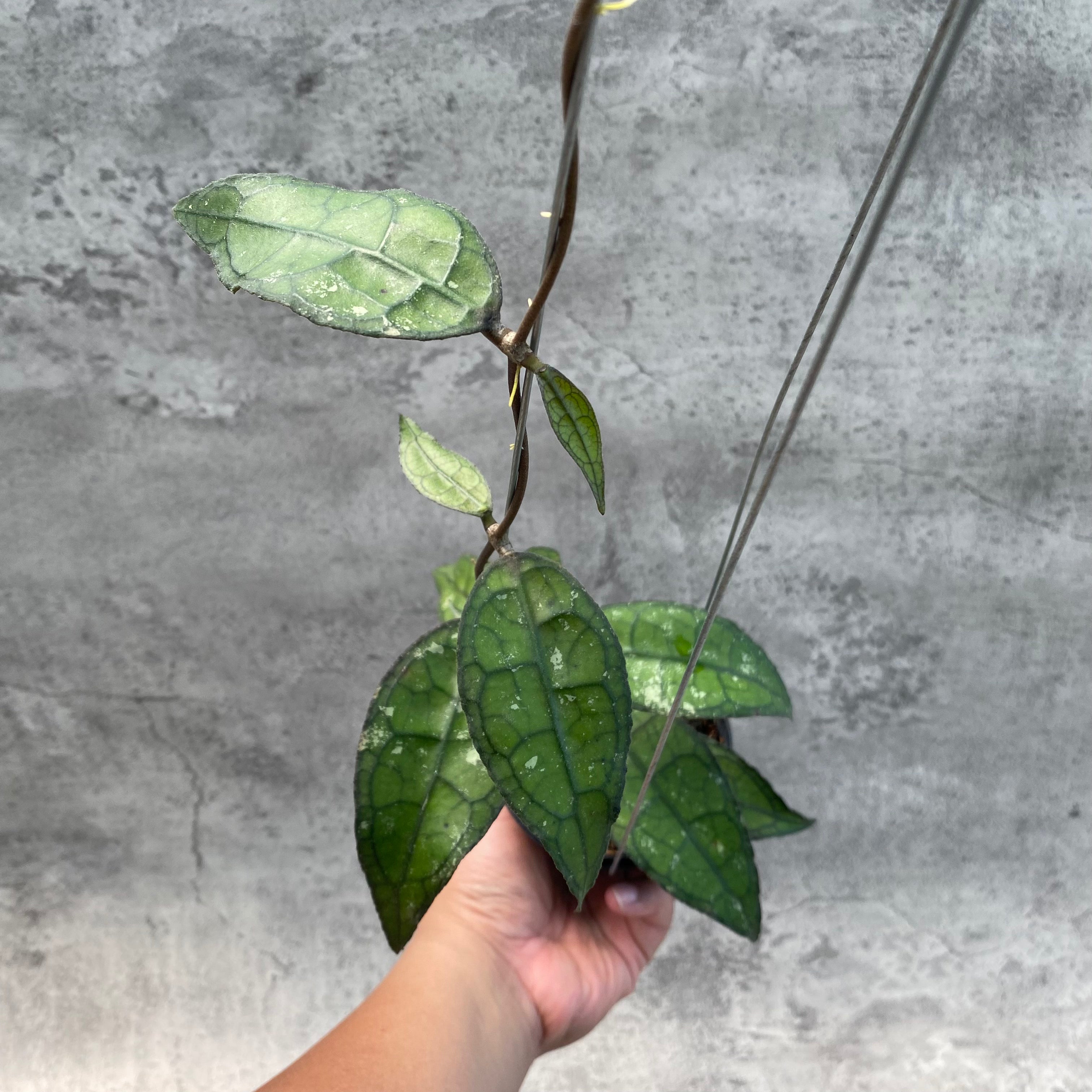 RP56-8 Hoya Clemensiorum SP Aceh 2