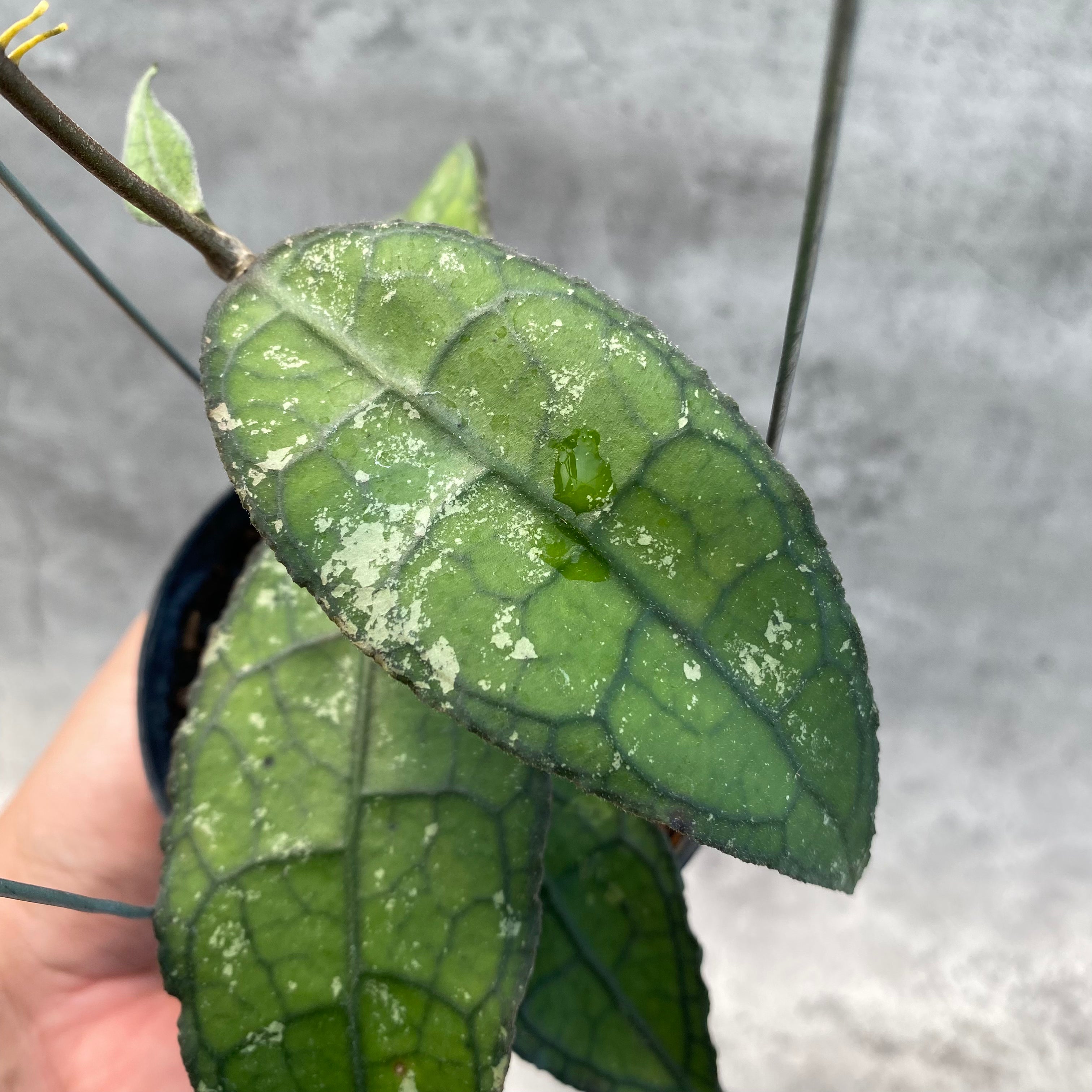 RP56-8 Hoya Clemensiorum SP Aceh 2
