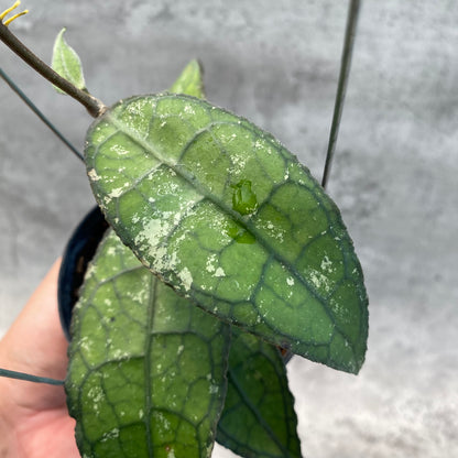 RP56-8 Hoya Clemensiorum SP Aceh 2