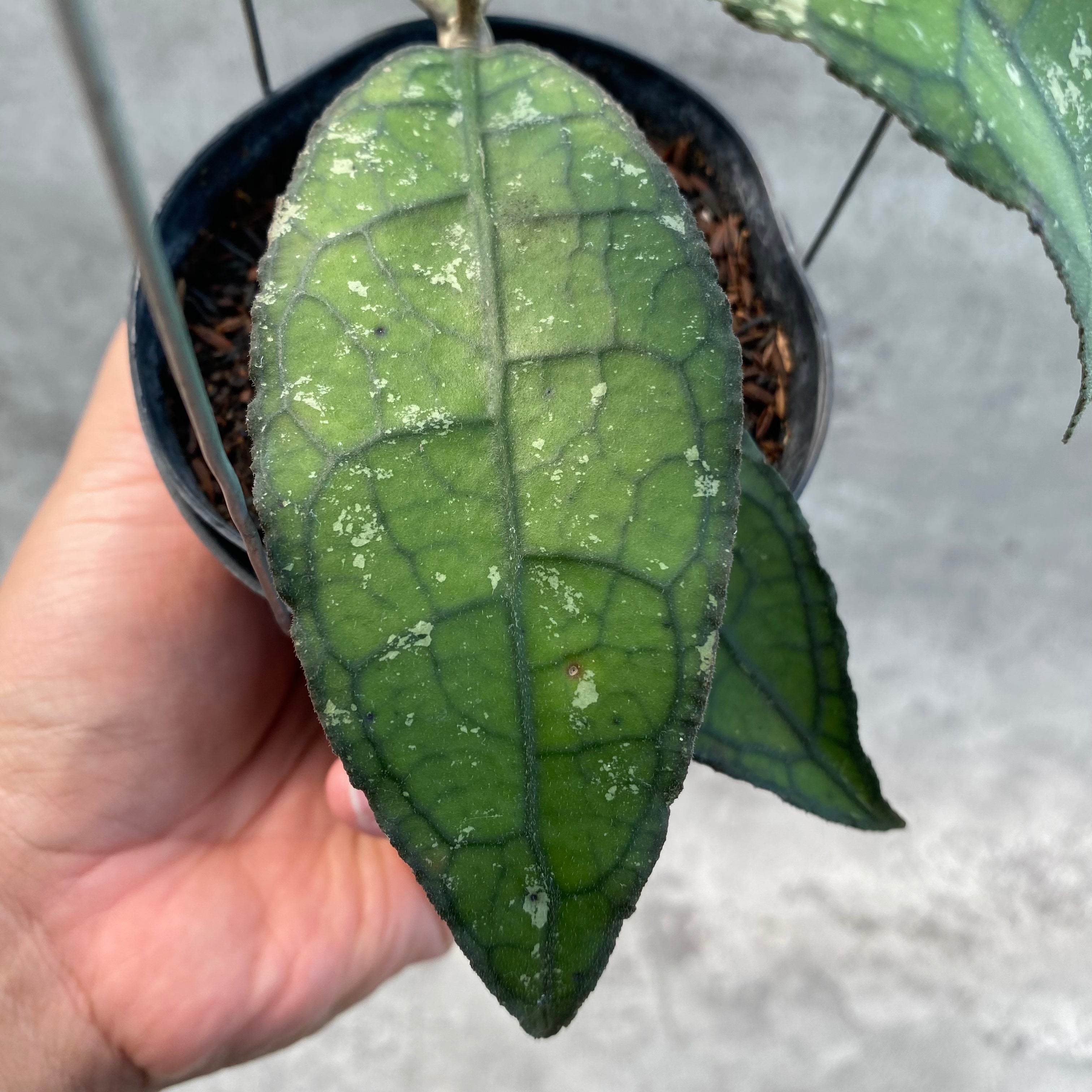 RP56-8 Hoya Clemensiorum SP Aceh 2