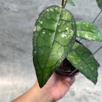 RP56-8 Hoya Clemensiorum SP Aceh 2