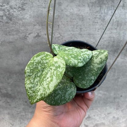 RP58-8 Hoya Cinnamomifolia x Imbricata