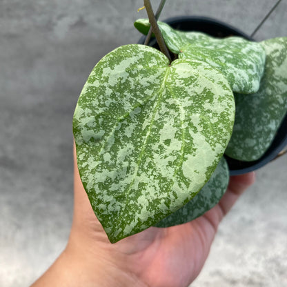 RP58-8 Hoya Cinnamomifolia x Imbricata