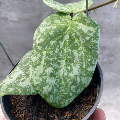 RP58-8 Hoya Cinnamomifolia x Imbricata