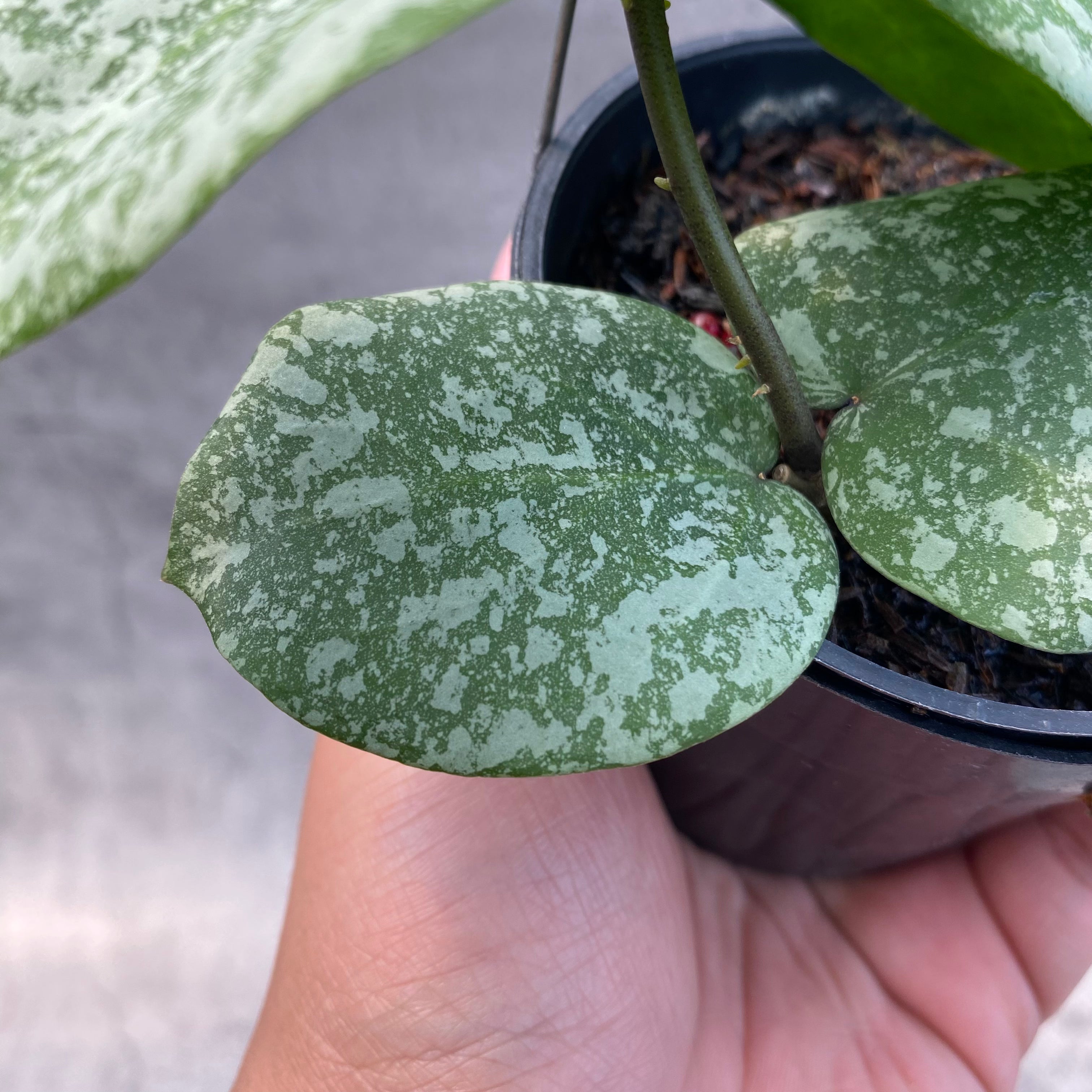 RP58-8 Hoya Cinnamomifolia x Imbricata
