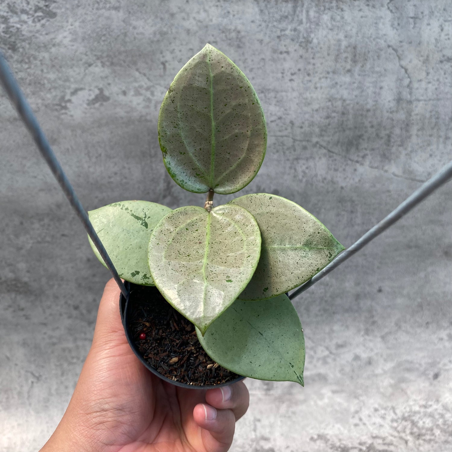 RP43-8 Hoya Macrophylla Red