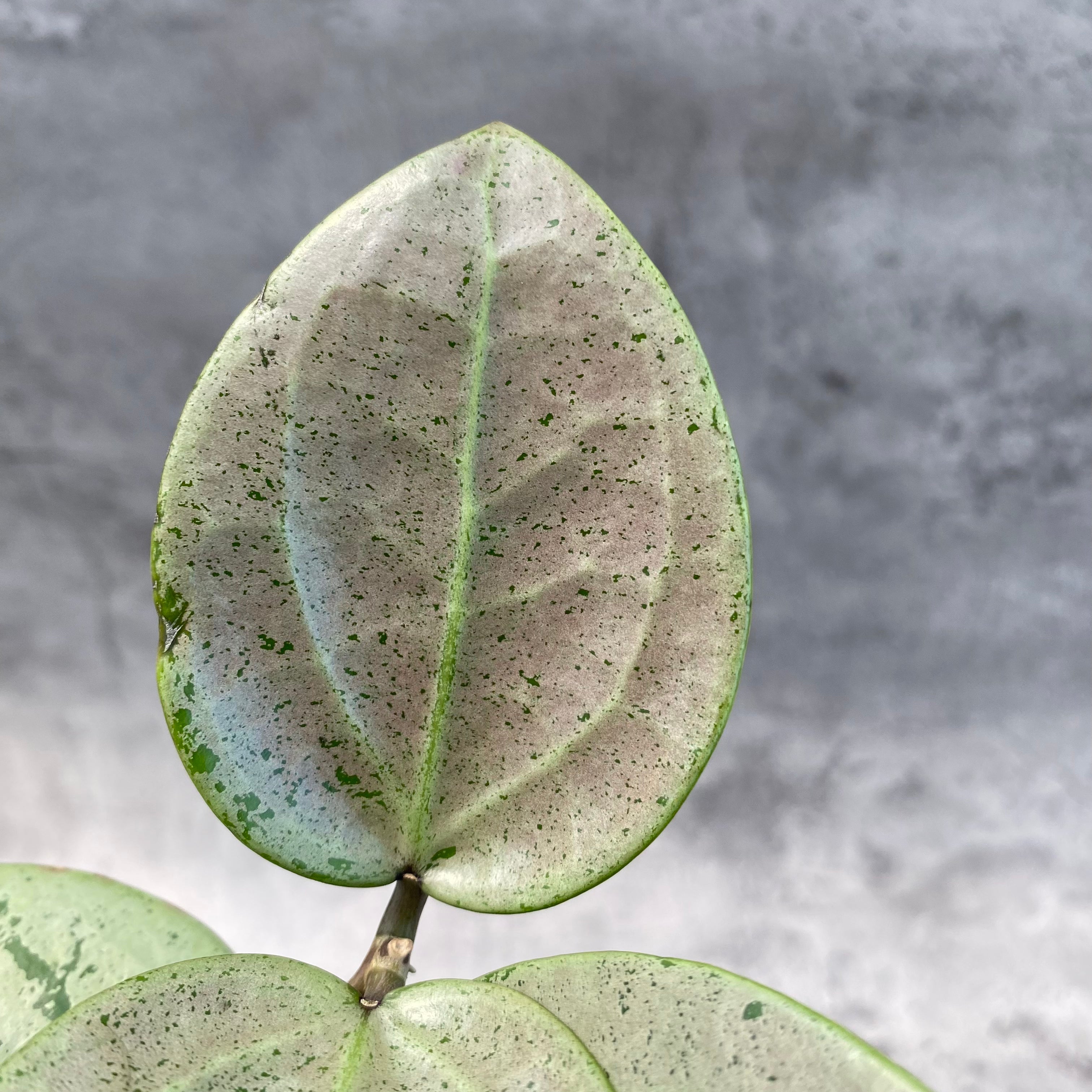RP43-8 Hoya Macrophylla Red