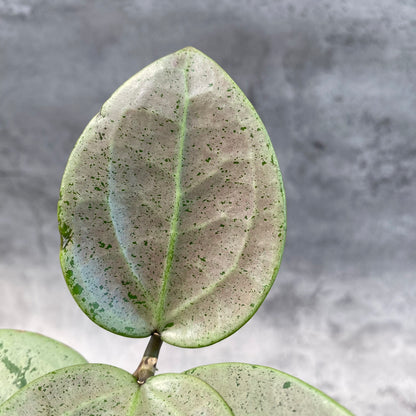 RP43-8 Hoya Macrophylla Red