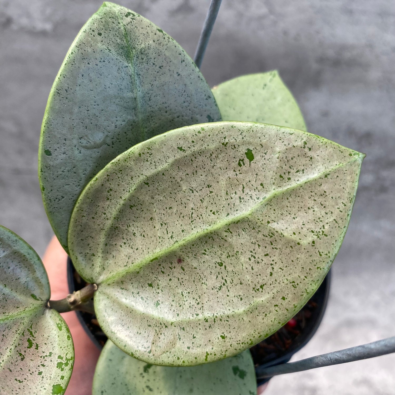 RP43-8 Hoya Macrophylla Red