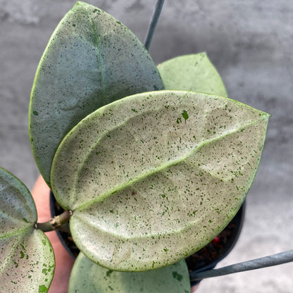 RP43-8 Hoya Macrophylla Red