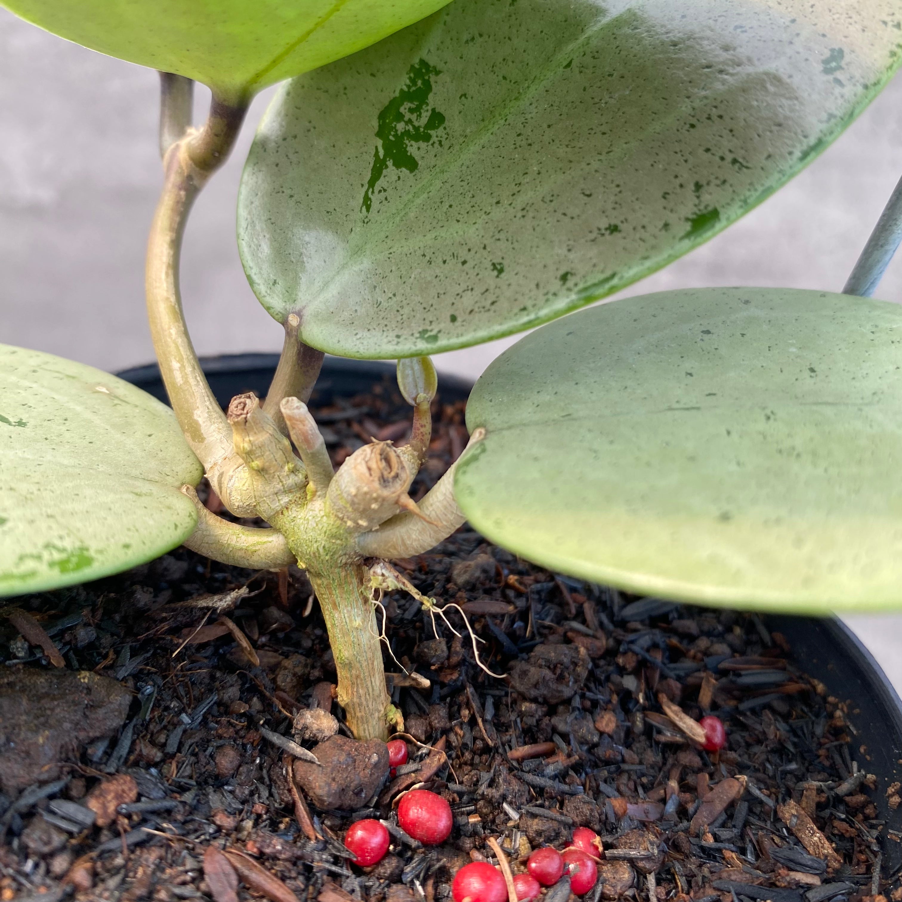 RP43-8 Hoya Macrophylla Red