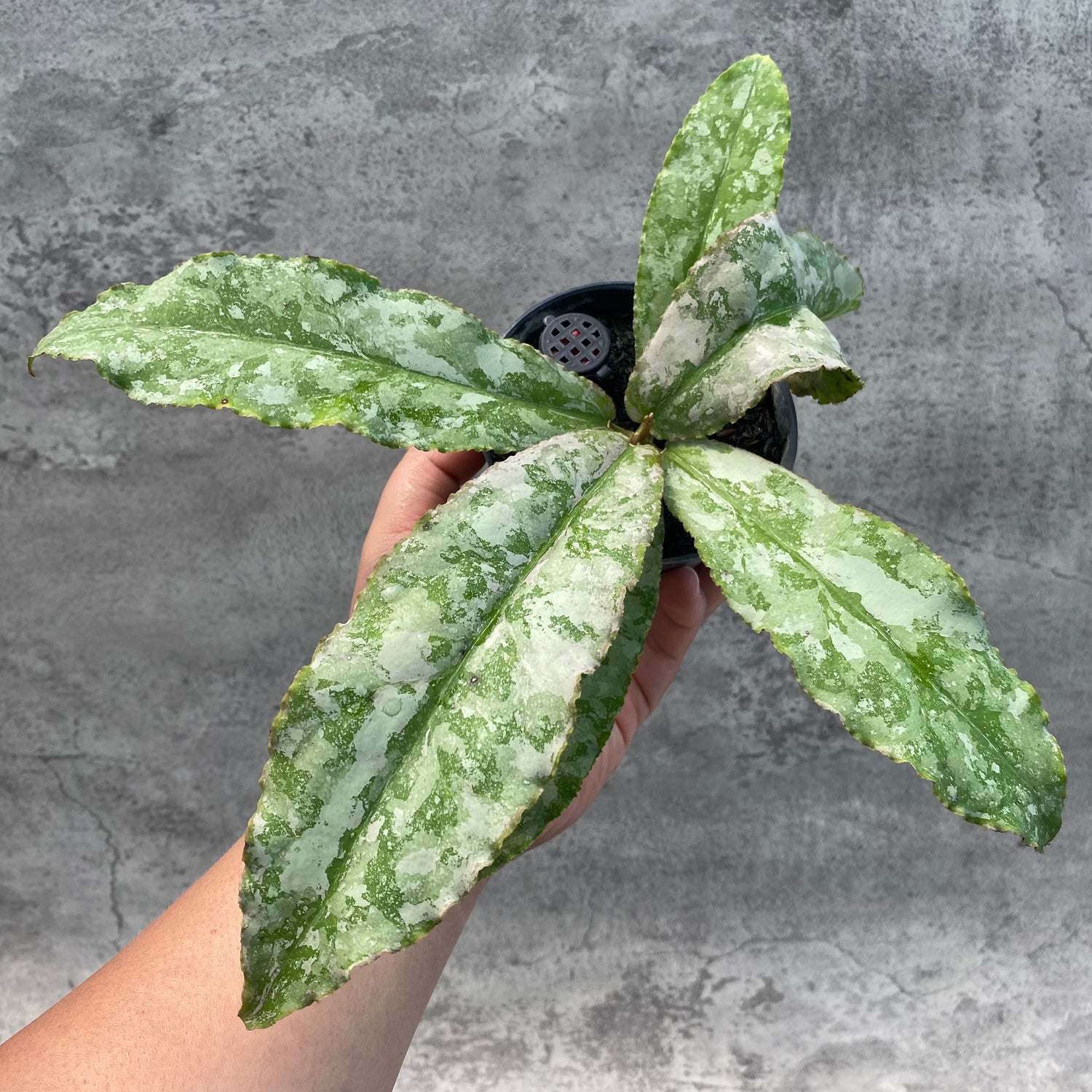 RP32-8 Hoya Undulata Silver