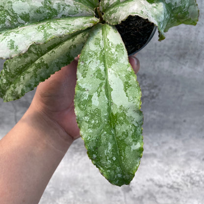 RP32-8 Hoya Undulata Silver