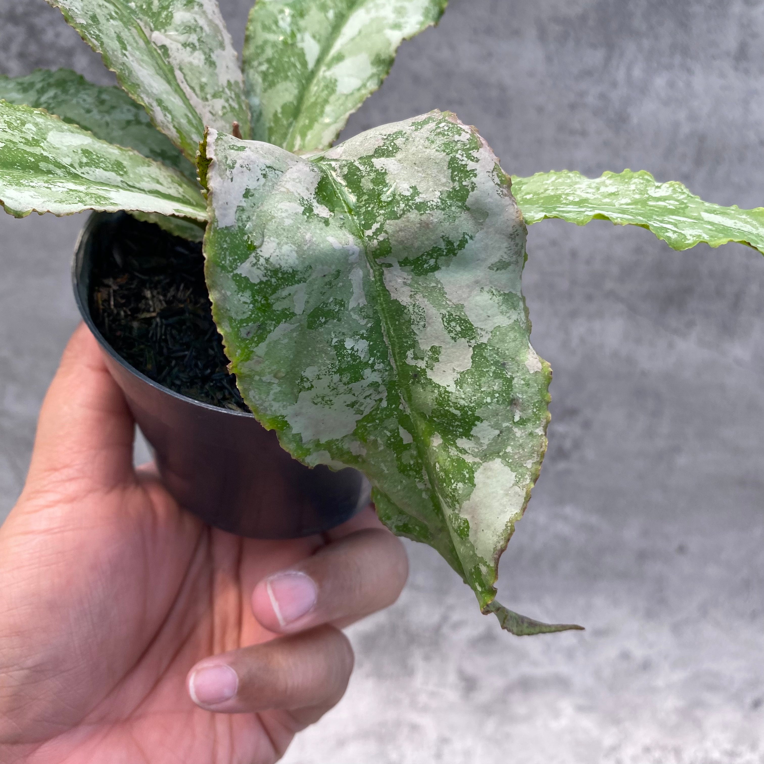 RP32-8 Hoya Undulata Silver