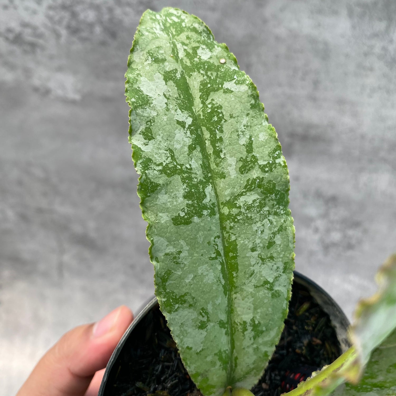 RP32-8 Hoya Undulata Silver