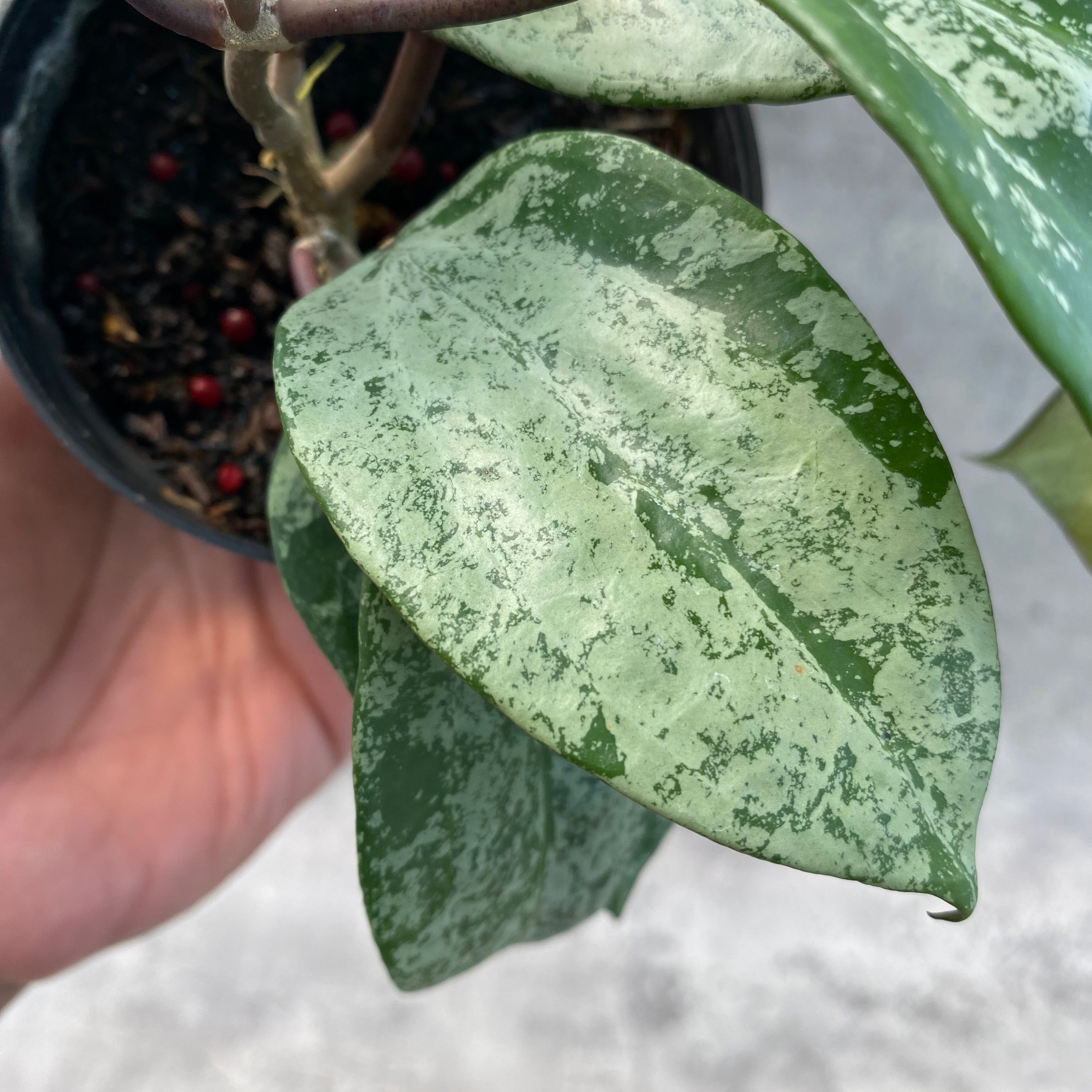 RP46-8 Hoya Latifolia MRH