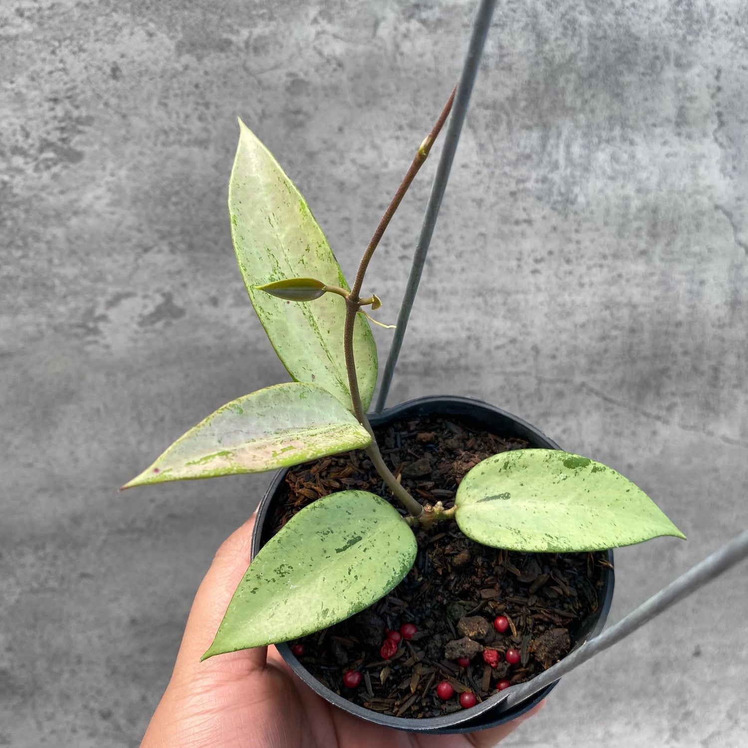 RP41-8 Hoya Parasitica Silver Heart