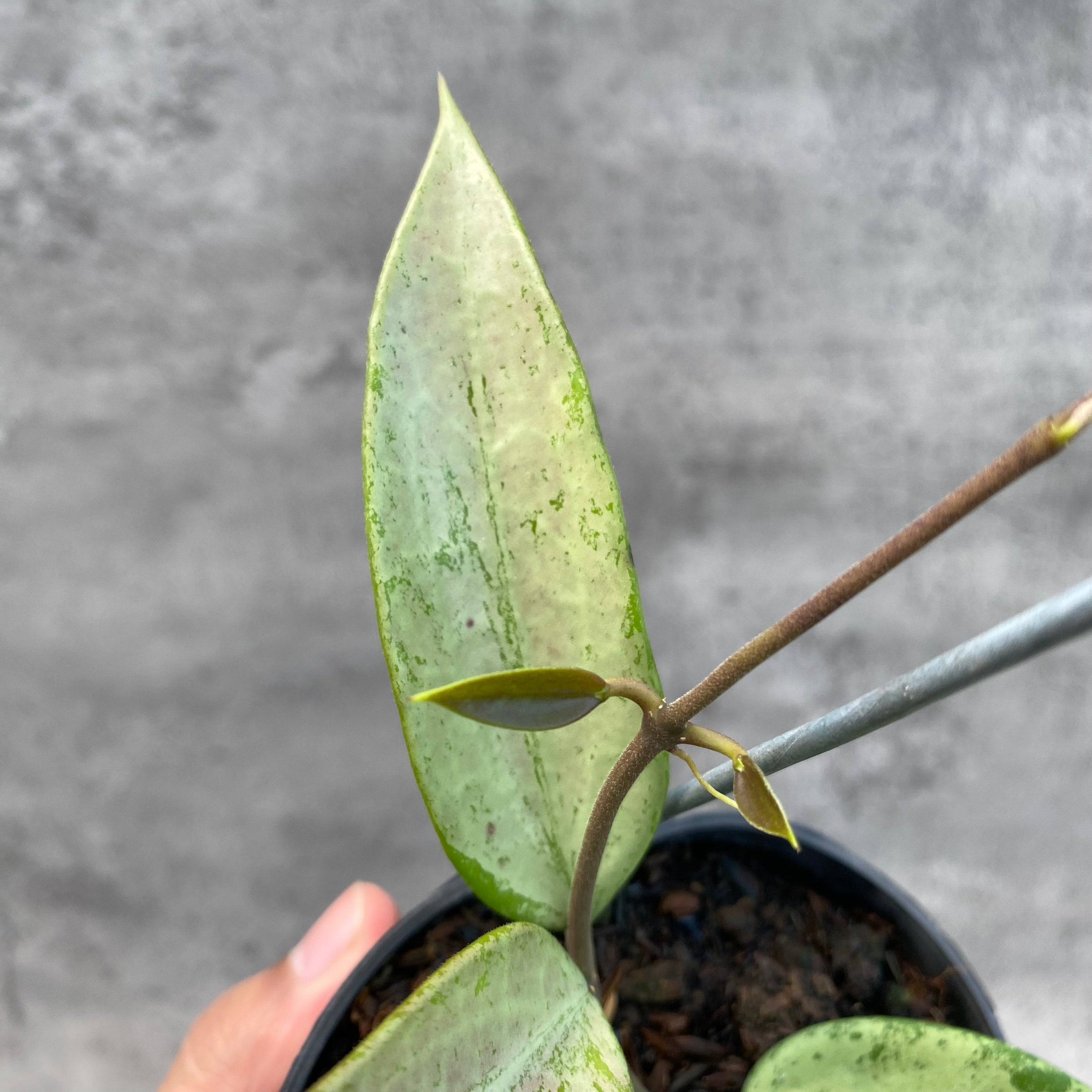 RP41-8 Hoya Parasitica Silver Heart