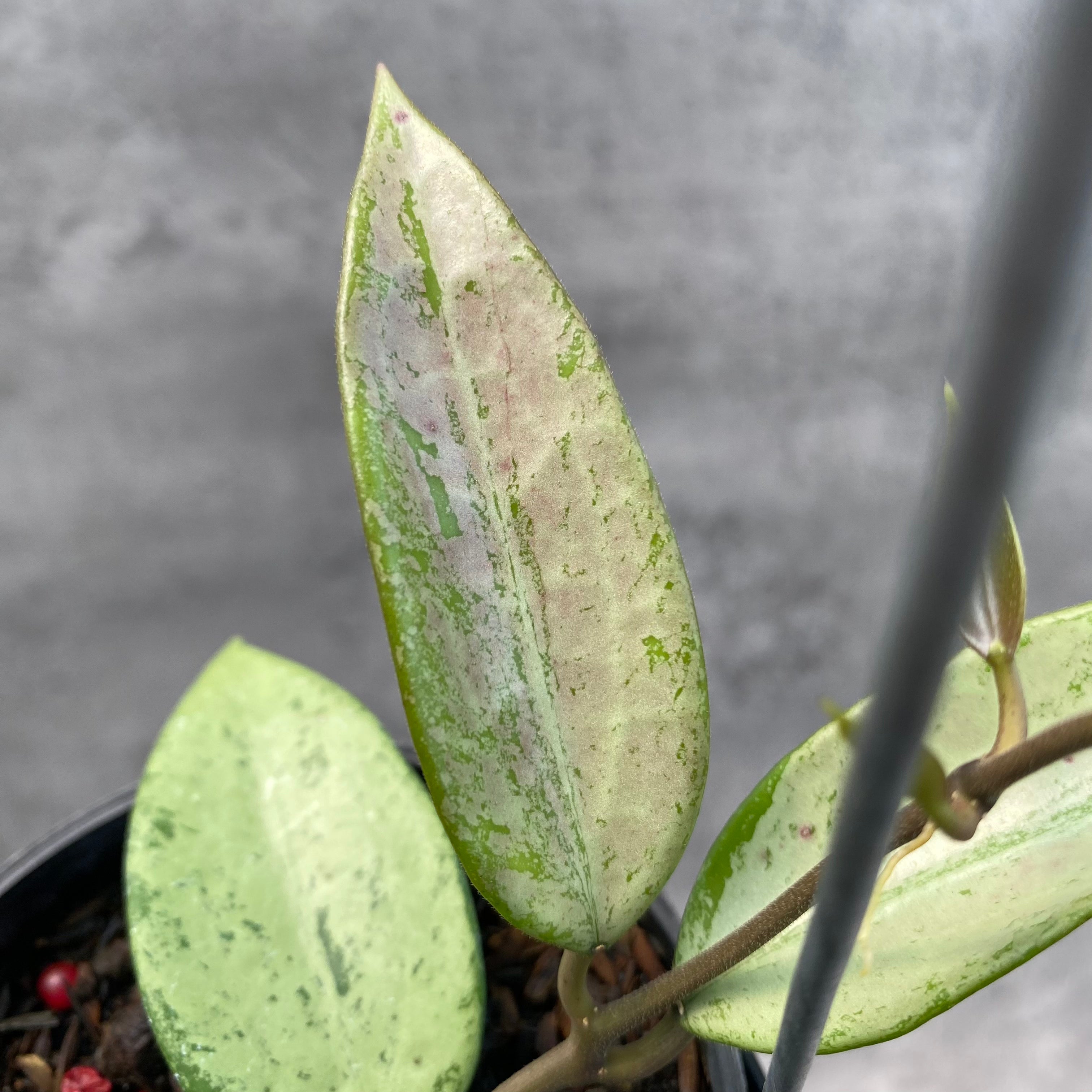 RP41-8 Hoya Parasitica Silver Heart