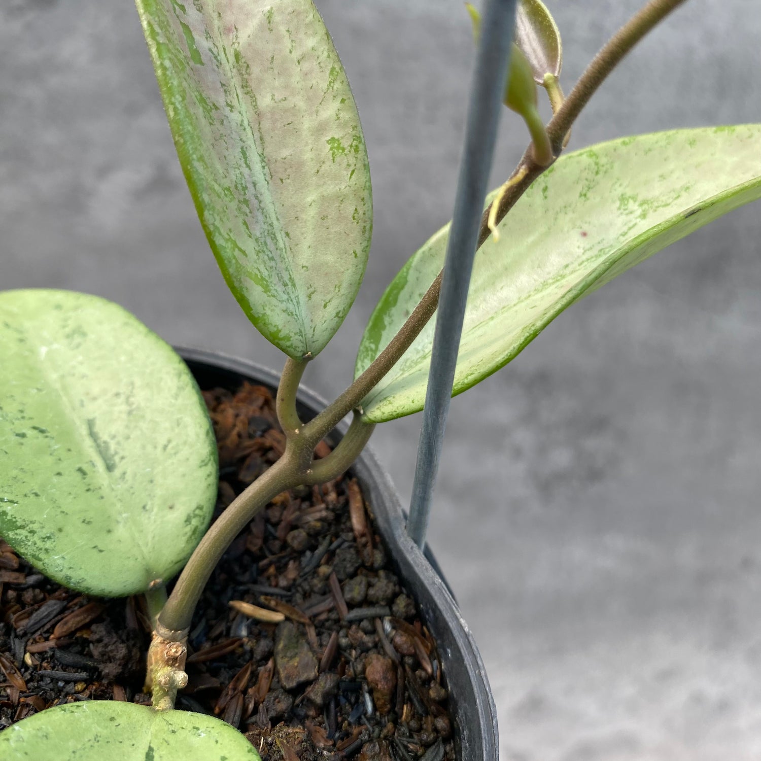 RP41-8 Hoya Parasitica Silver Heart