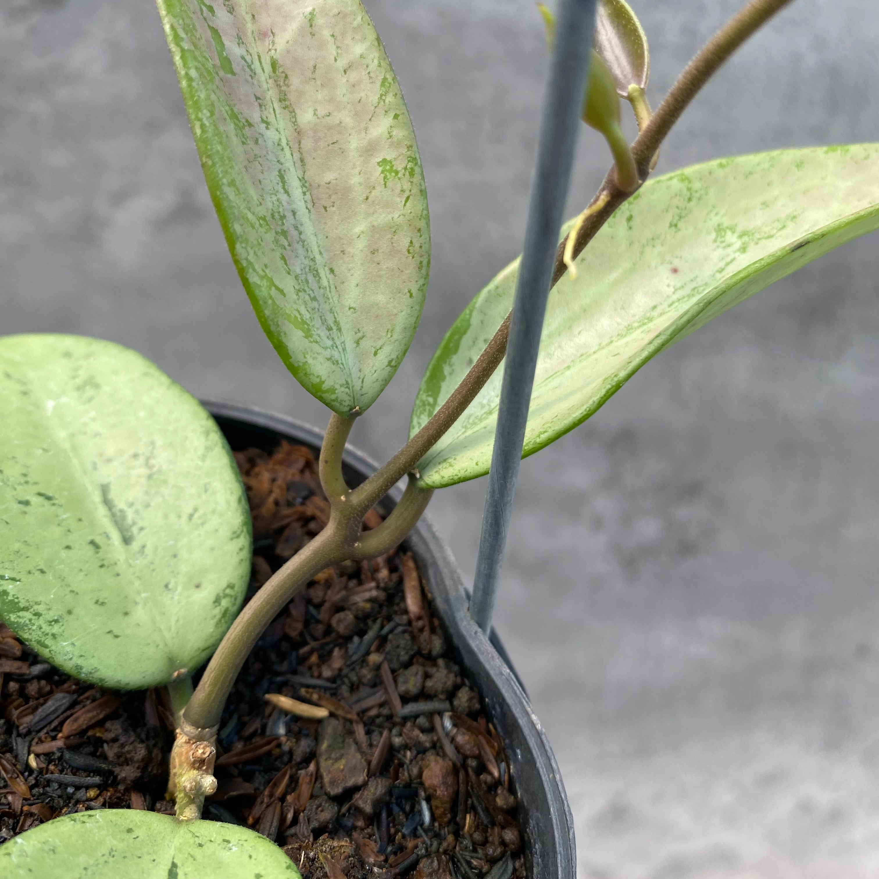 RP41-8 Hoya Parasitica Silver Heart