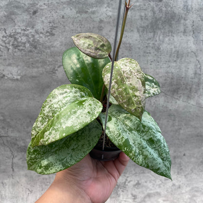 RP45-8 Hoya Latifolia MRH 2