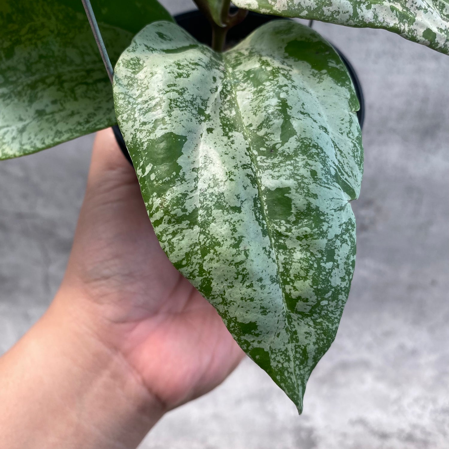 RP45-8 Hoya Latifolia MRH 2