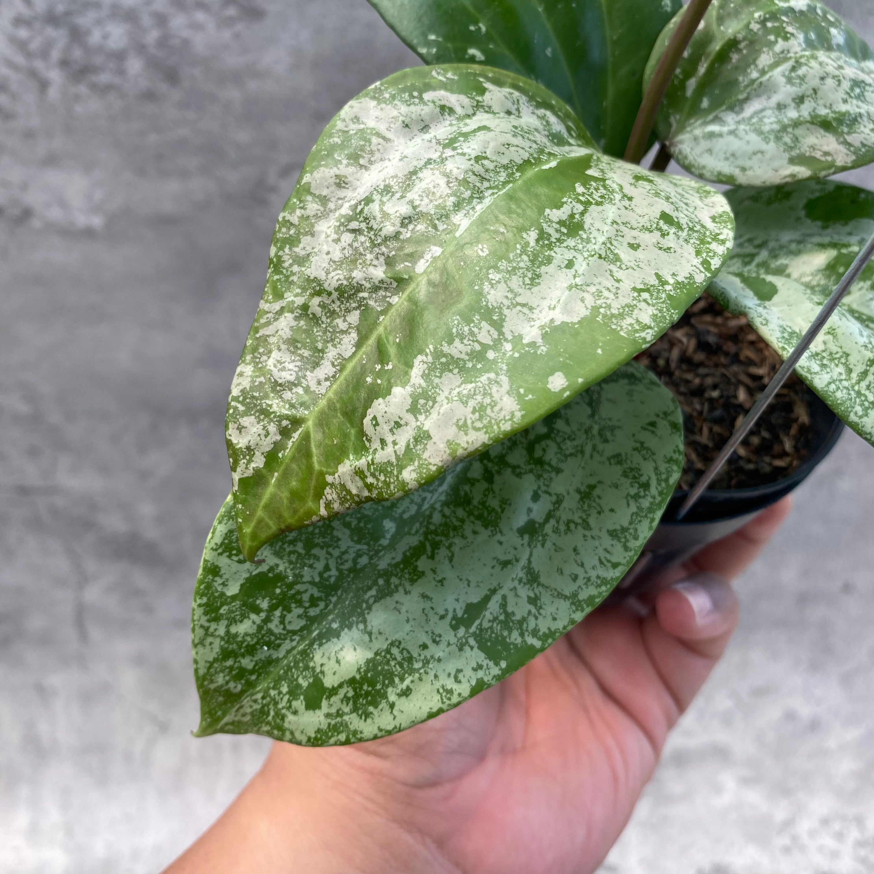 RP45-8 Hoya Latifolia MRH 2