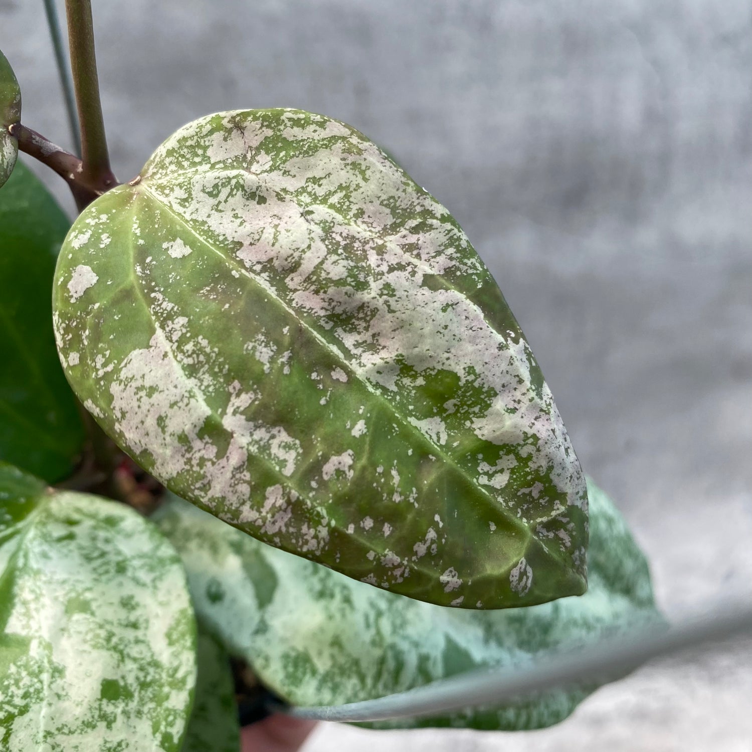RP45-8 Hoya Latifolia MRH 2