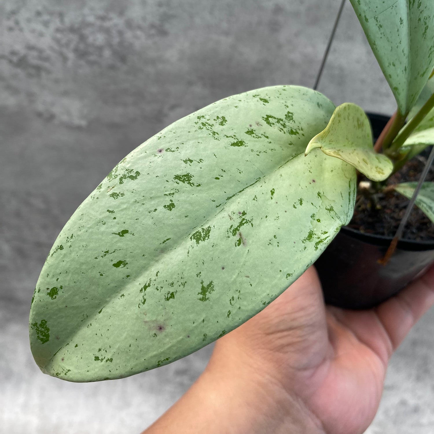 RP42-8 Hoya Macrophylla Watermelon