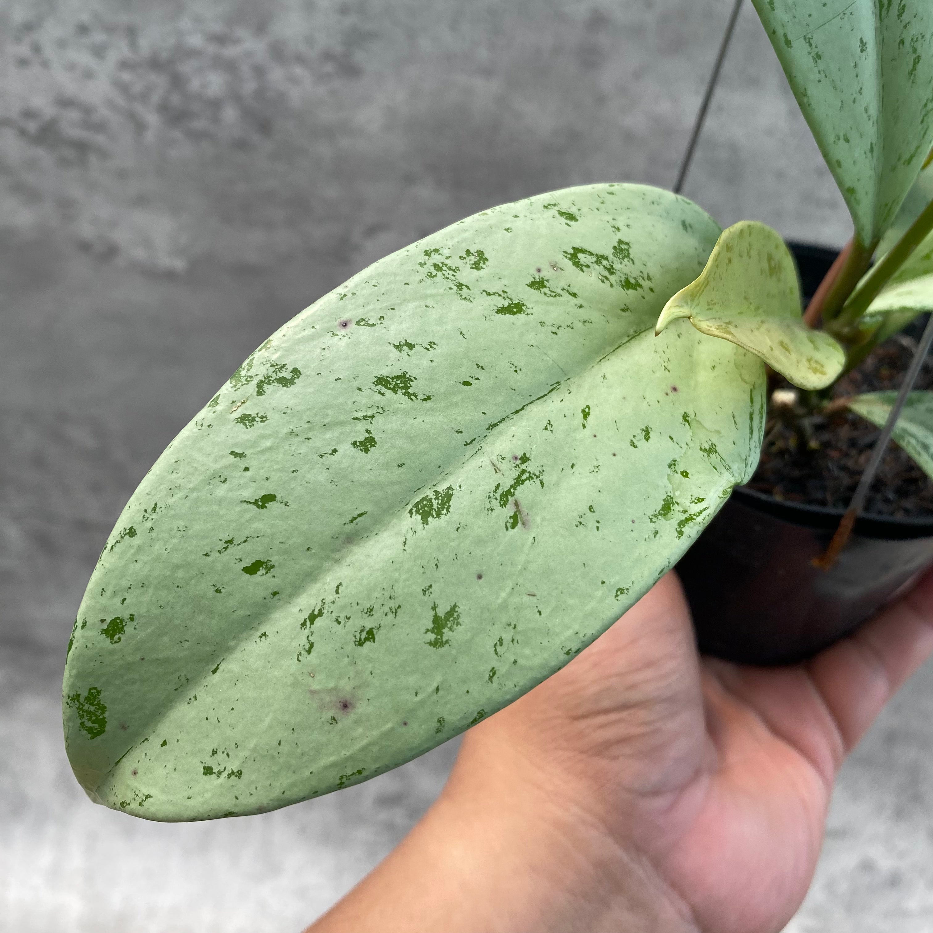 RP42-8 Hoya Macrophylla Watermelon