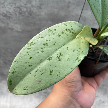 RP42-8 Hoya Macrophylla Watermelon