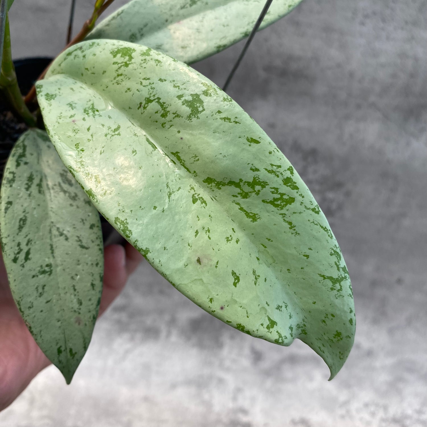 RP42-8 Hoya Macrophylla Watermelon