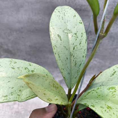 RP42-8 Hoya Macrophylla Watermelon