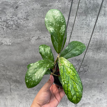 RP35-8 Hoya SP Tanggamus Splash "Waymaja"