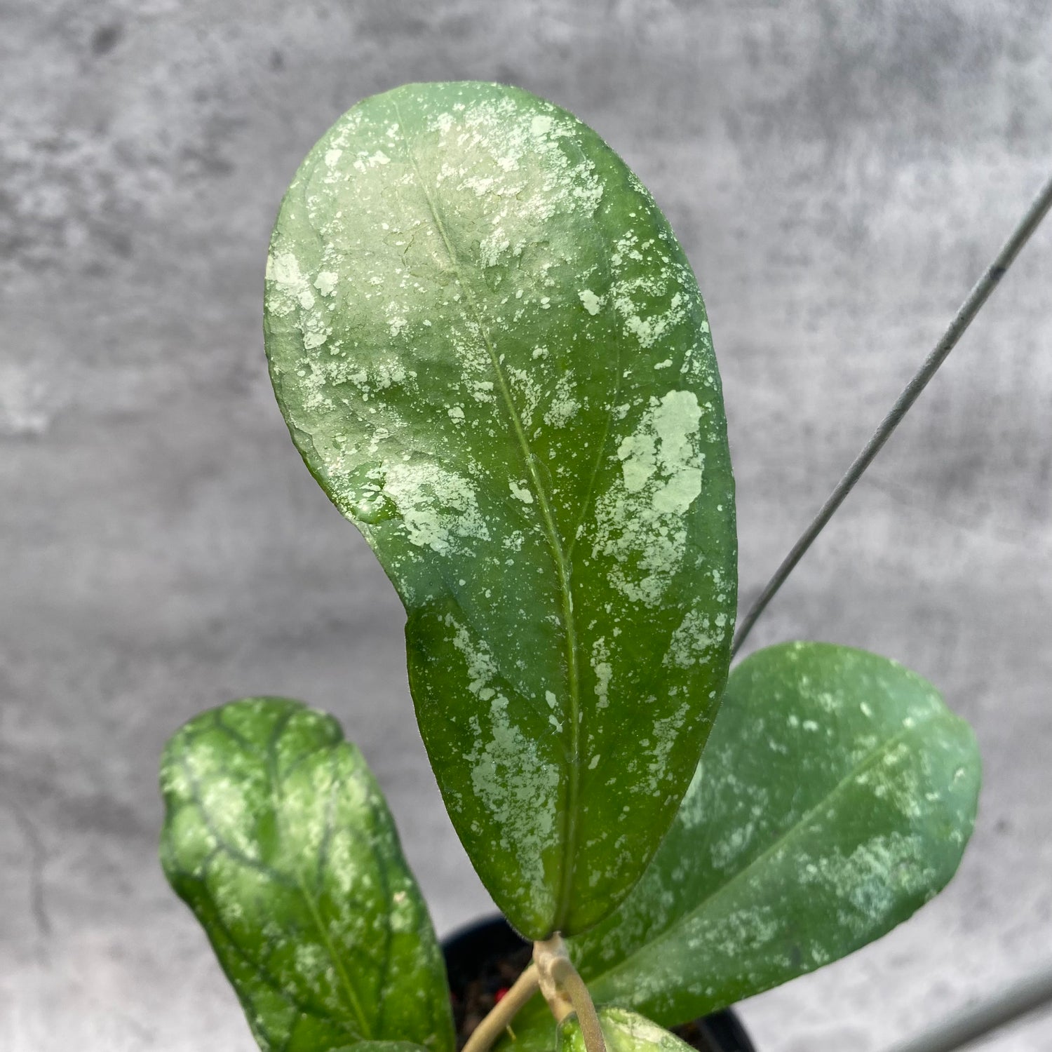 RP35-8 Hoya SP Tanggamus Splash "Waymaja"