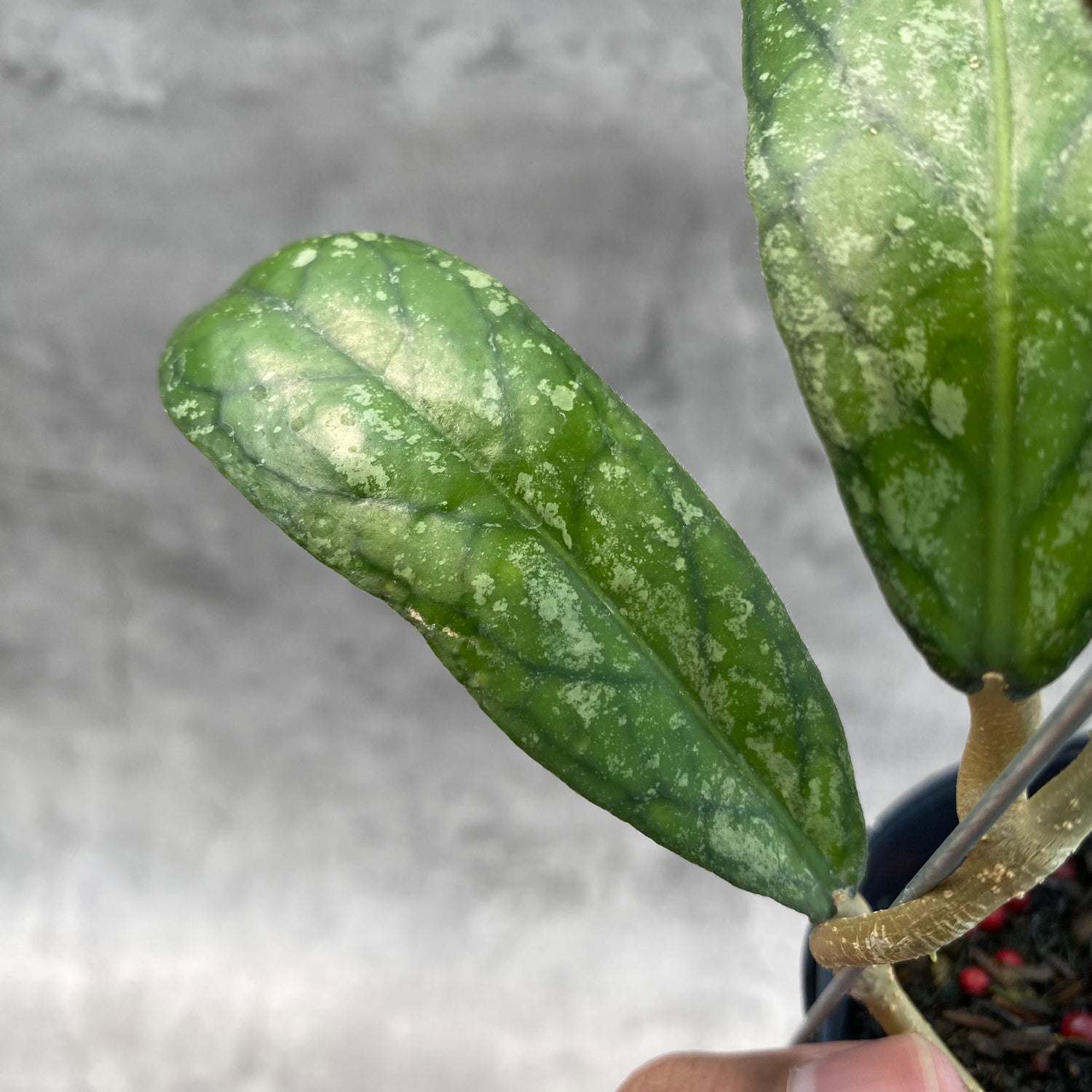 RP35-8 Hoya SP Tanggamus Splash "Waymaja"