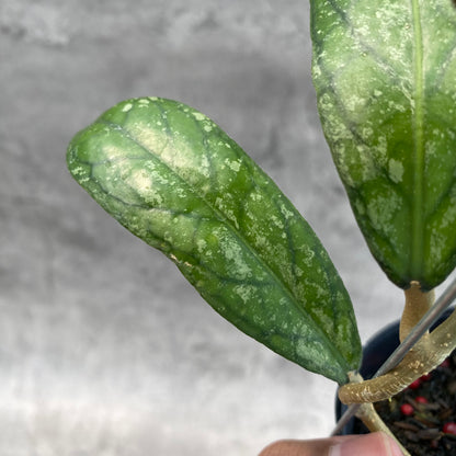 RP35-8 Hoya SP Tanggamus Splash "Waymaja"