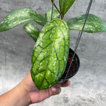 RP35-8 Hoya SP Tanggamus Splash "Waymaja"
