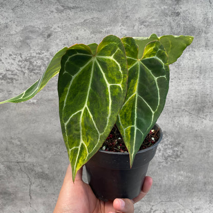 RP65-8 Anthurium Crystallinum Variegated