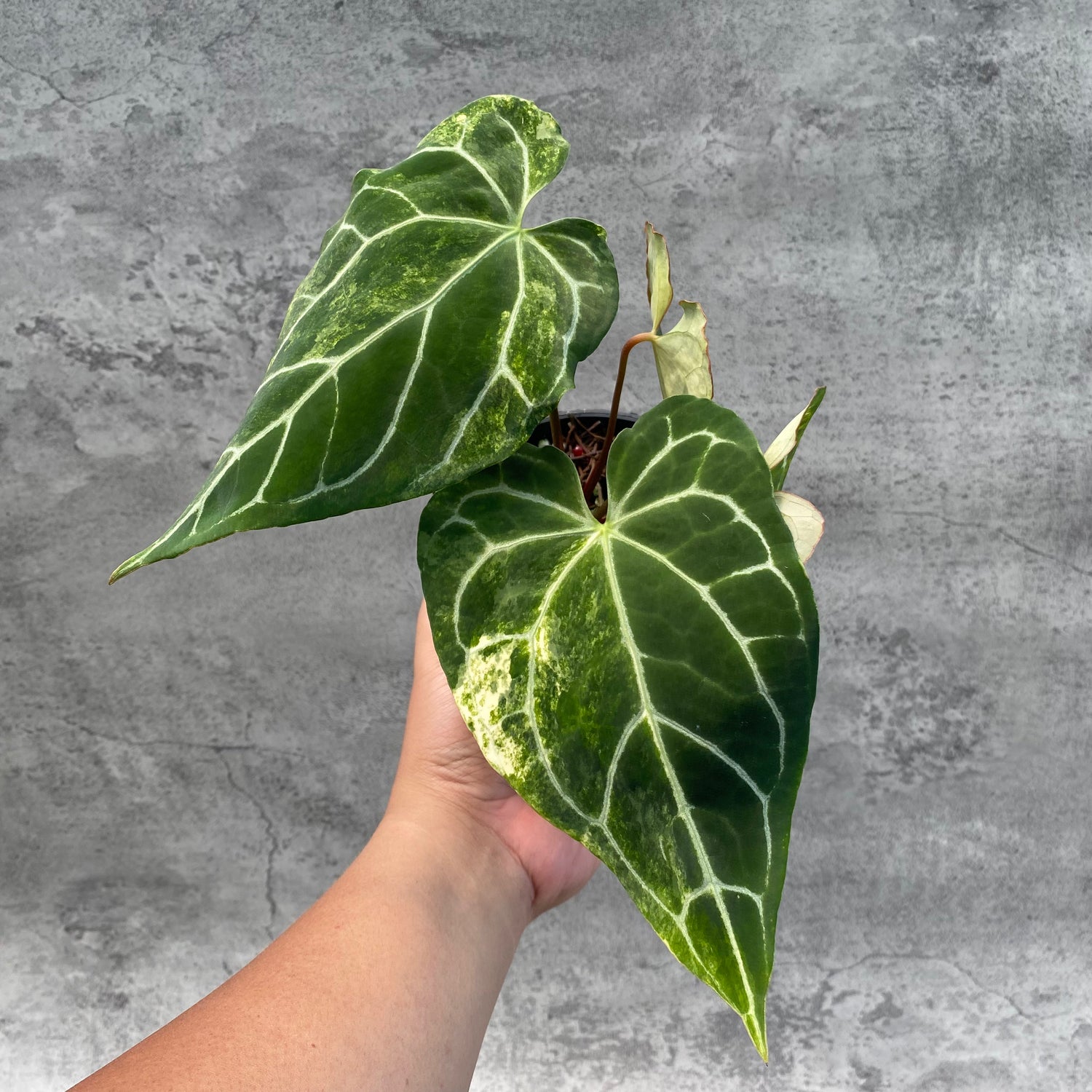 RP65-8 Anthurium Crystallinum Variegated