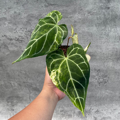 RP65-8 Anthurium Crystallinum Variegated